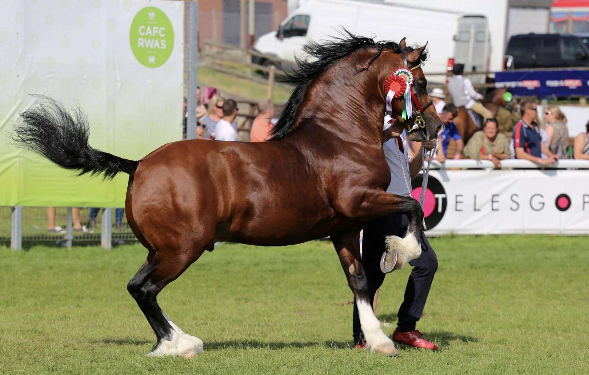 Gwynfaes Cyleddon Wledig Stallion Gwynfaes Cyleddon Wledig Stallion